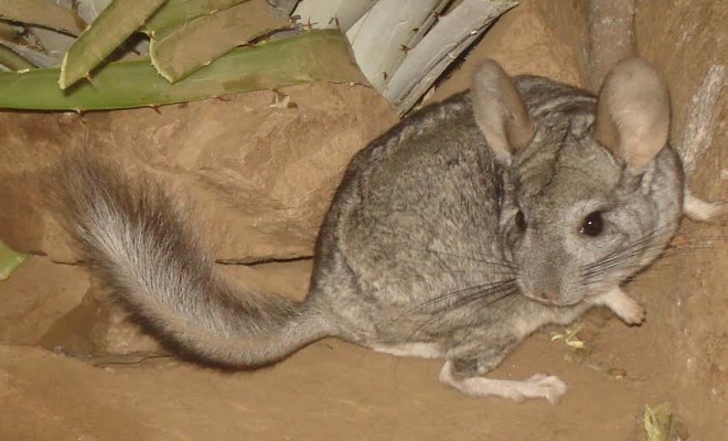 Chinchilla