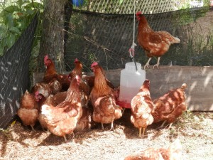 cage-free eggs and chickens  Slow Farms  Escazu, Costa Rica