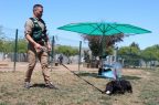 SAG-Perros