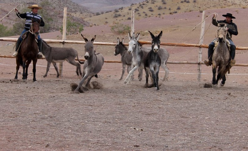 Burro Rodeo Condoriaco une a familias elquinas en el rescate de tradiciones con ...