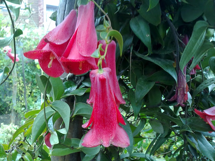 Cómo cultivar un copihue en casa - La Voz del Norte