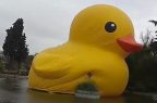 pato-hule