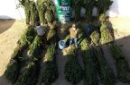 Plantas
