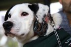 smartpet