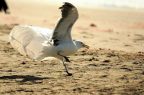 Gaviota Dominicana_Pedro Valencia