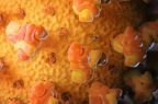 3944061_Coronavirus_v02_Flat_Fotor-1x1-1-1024x1024