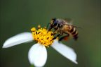 Abeja