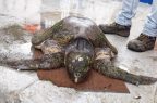 tortuga
