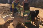 Donaciones-Perritos