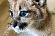 Puma-Cachorro