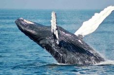 Conservación-ballenas