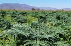 AGRO2