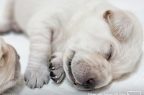 Guid-Dog_main2