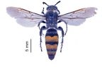 avispa_hallazgo