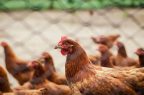 Gallinas